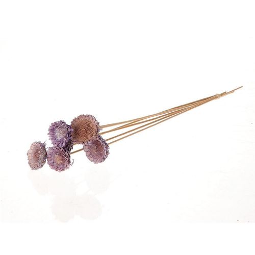 Trocken Protea auf Stab lila D06cm H50cm