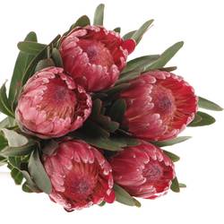 Protea rot Lancelot 50cm