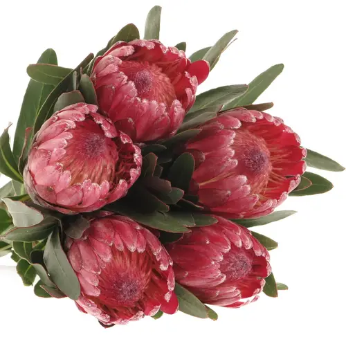 Protea rot Lancelot 50cm