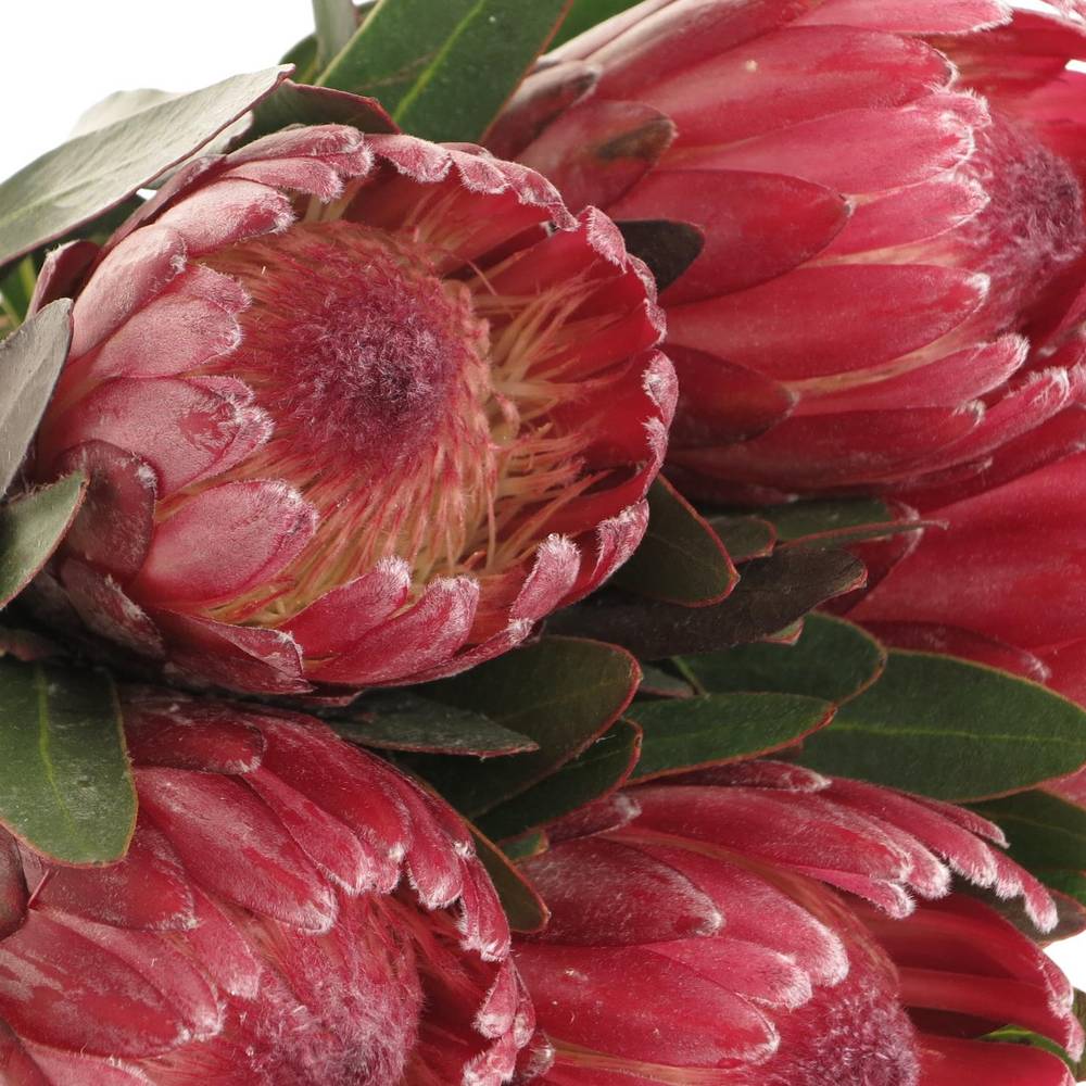 Protea rot Lancelot 50cm