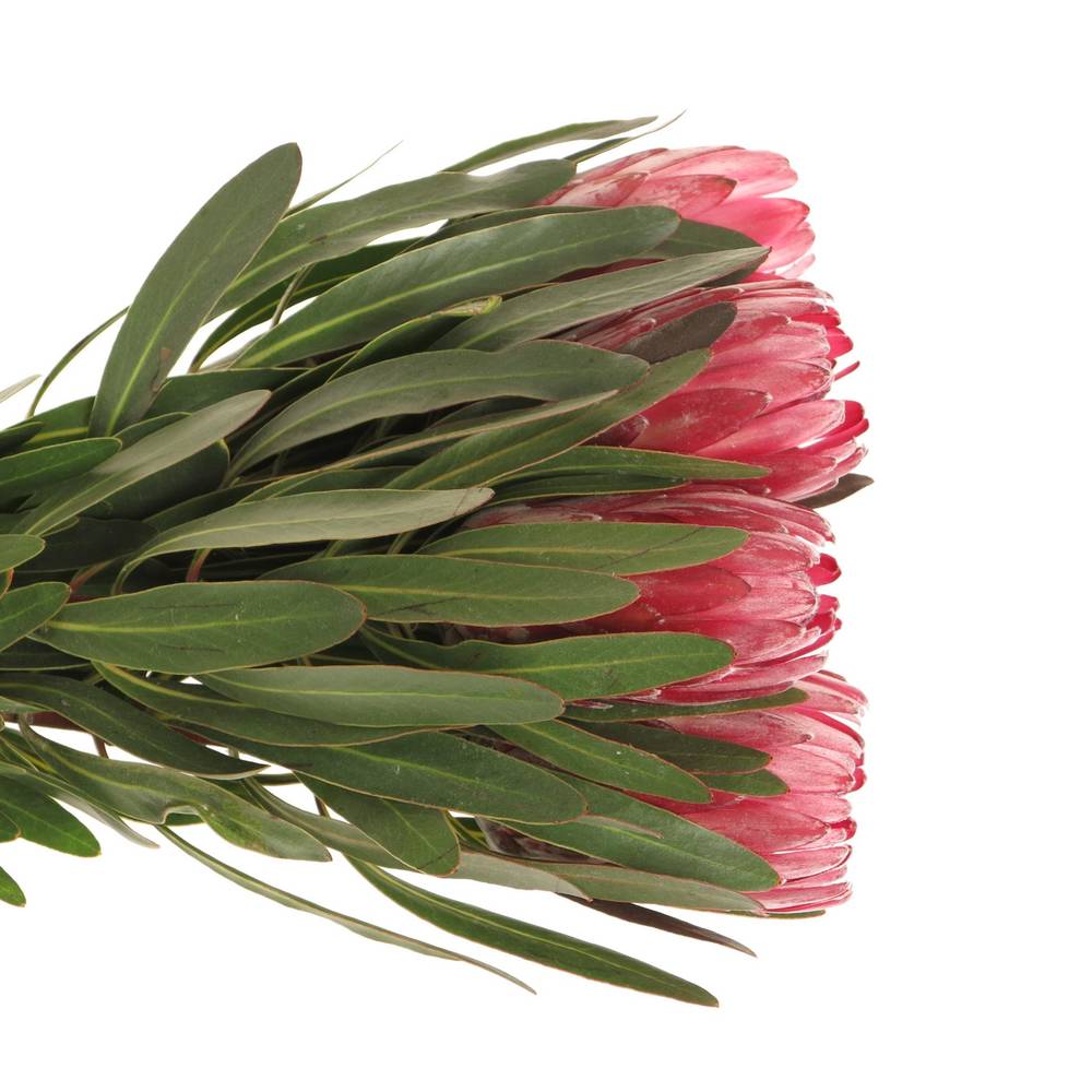 Protea rot Lancelot 50cm
