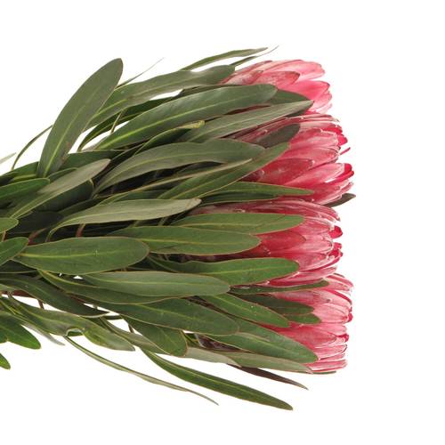 Protea rot Lancelot 50cm