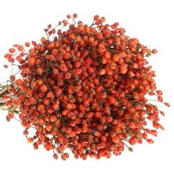 Hagebutte rot Plenty X50 35cm Ohne Dorn !