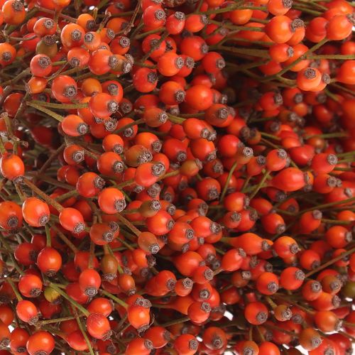 Hagebutte rot Plenty X50 35cm Ohne Dorn !