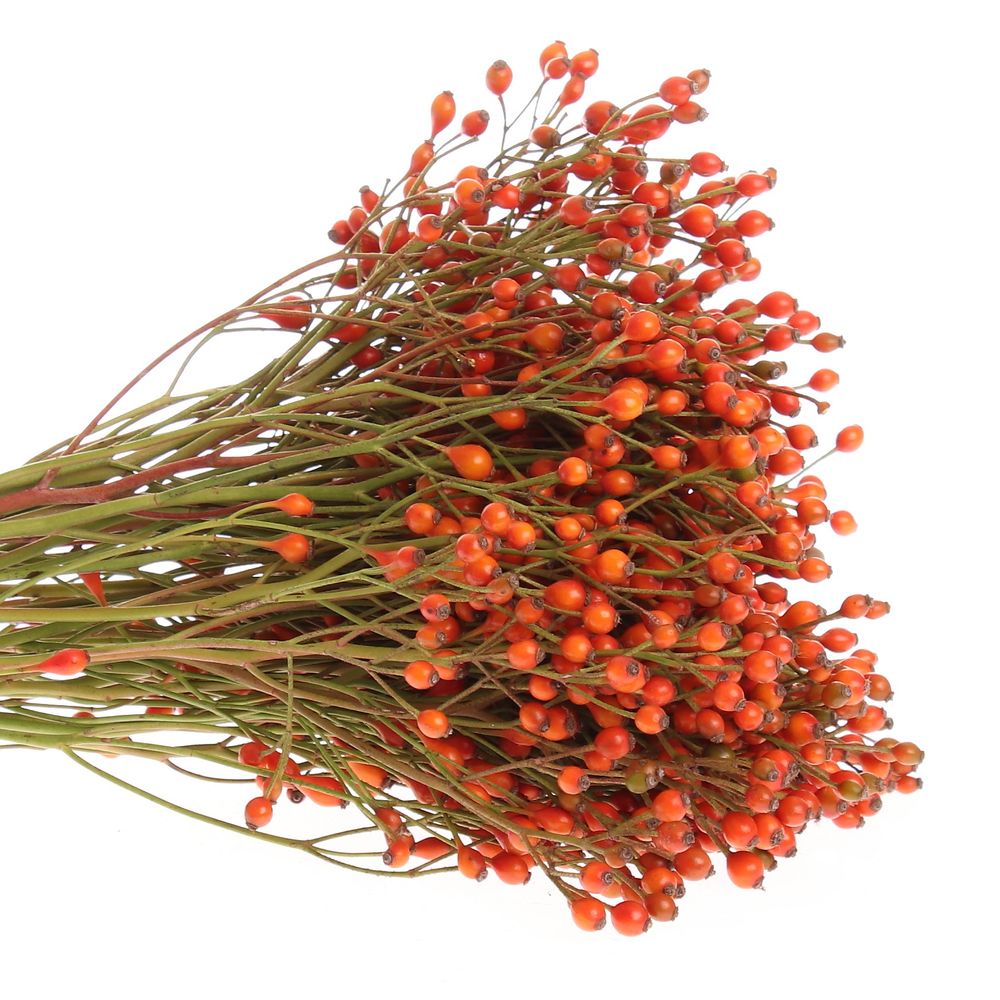 Hagebutte rot Plenty X50 35cm Ohne Dorn !