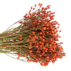 Hagebutte rot Plenty X50 35cm Ohne Dorn !
