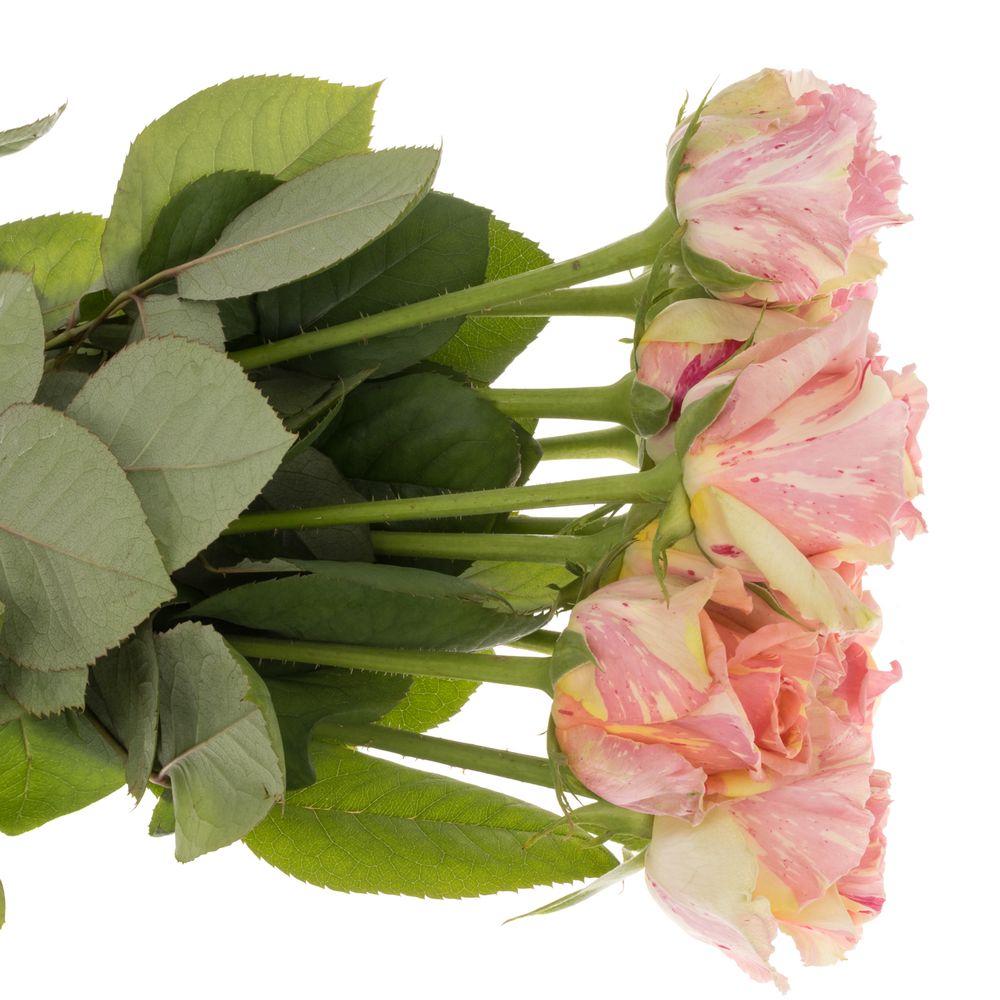 Rose creme/rosa Fiesta 60cm