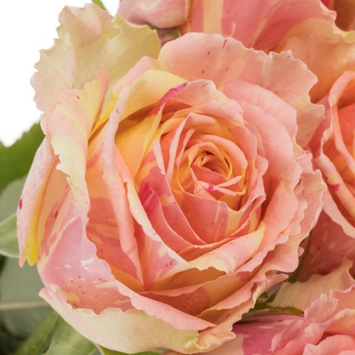 Rose creme/rosa Fiesta 60cm