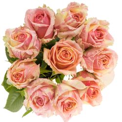 Rose creme/rosa Fiesta 60cm