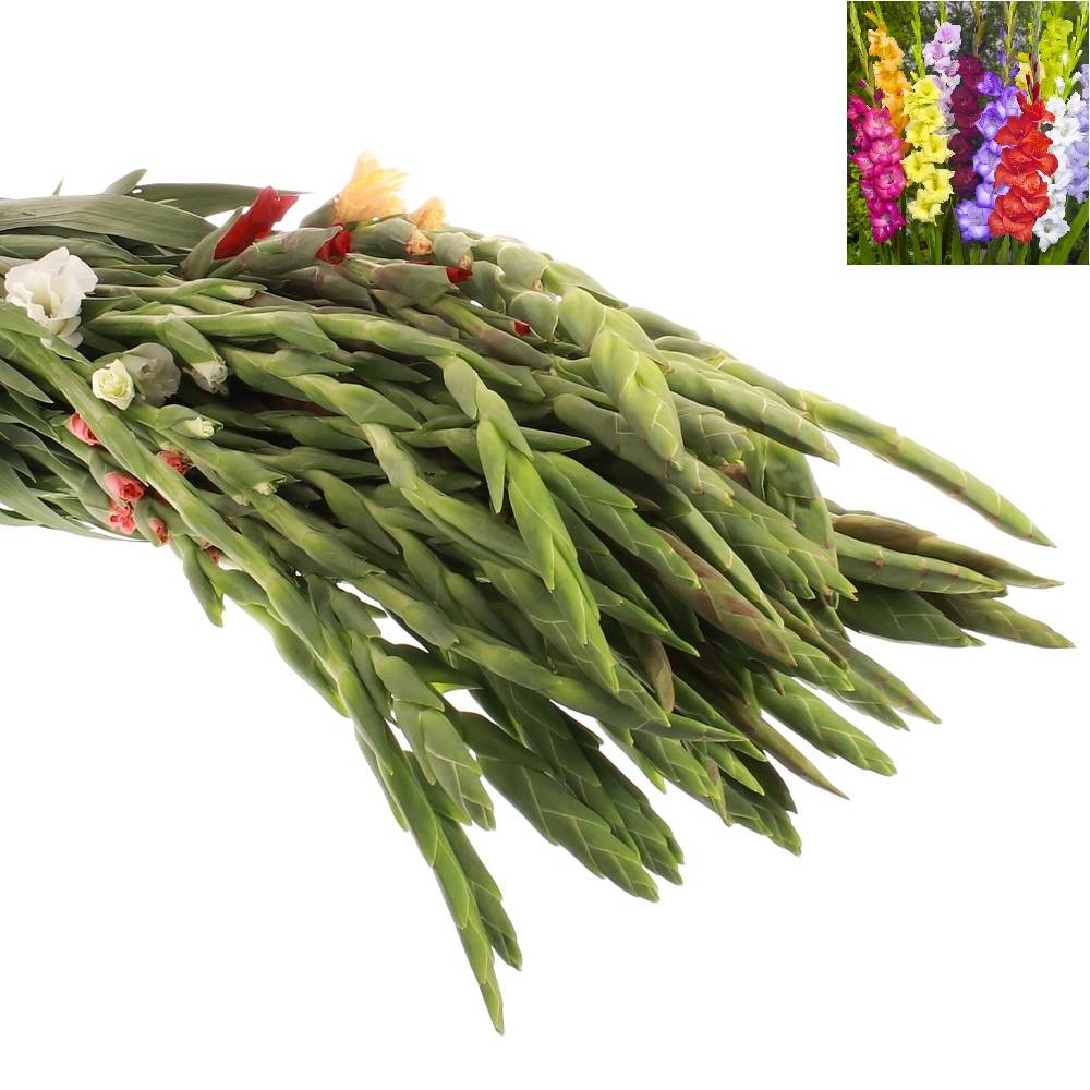 Gladiole mix Extasia 5 Farben 90cm