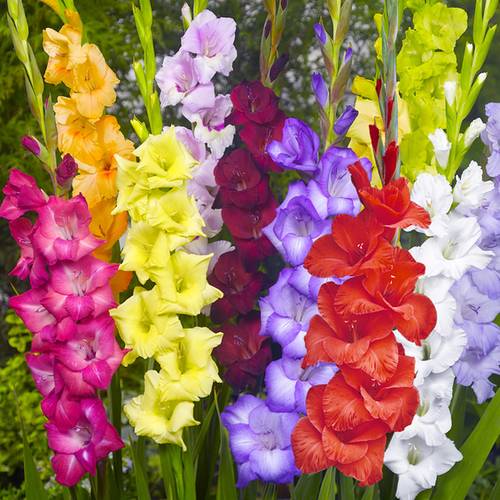 Gladiole mix Extasia 5 Farben 90cm