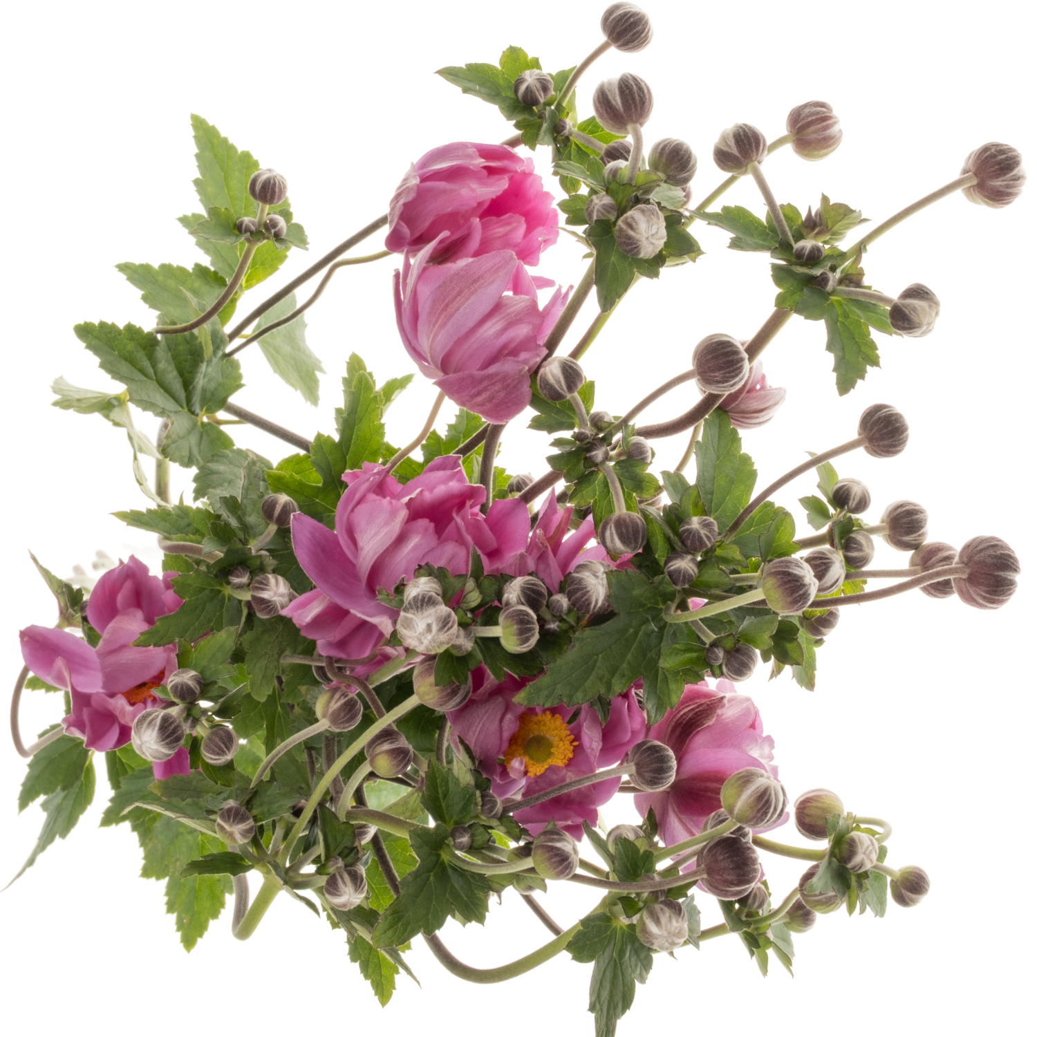 Anemoon rosa Serenade 80cm