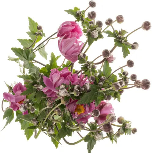 Anemoon rosa Serenade 80cm