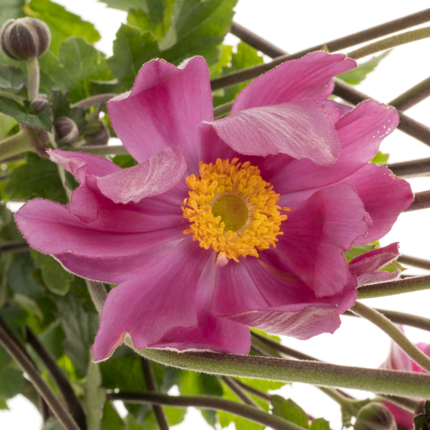 Anemoon rosa Serenade 80cm