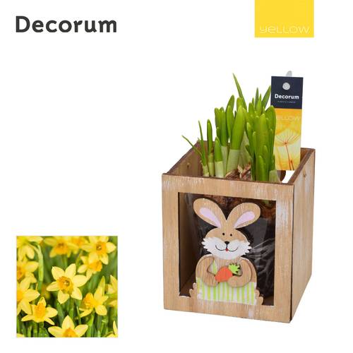 Narzis.Arr HL12735 Ostern T10 H018