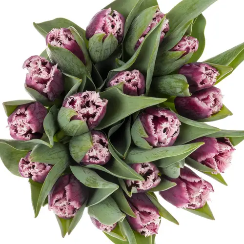 Tulpe lila San Martin Triflor 36 Gramm