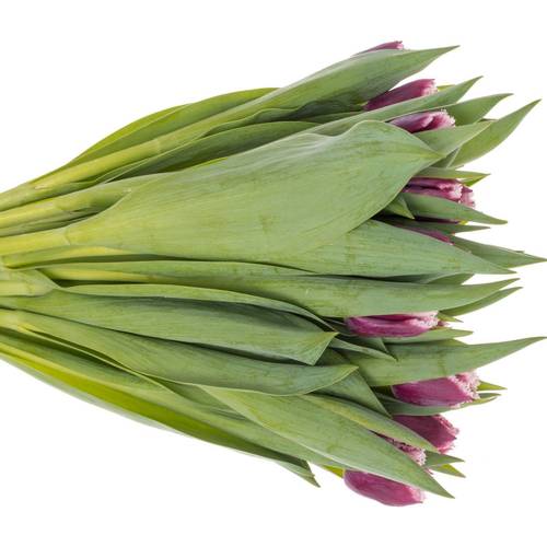 Tulpe lila San Martin Triflor 36 Gramm