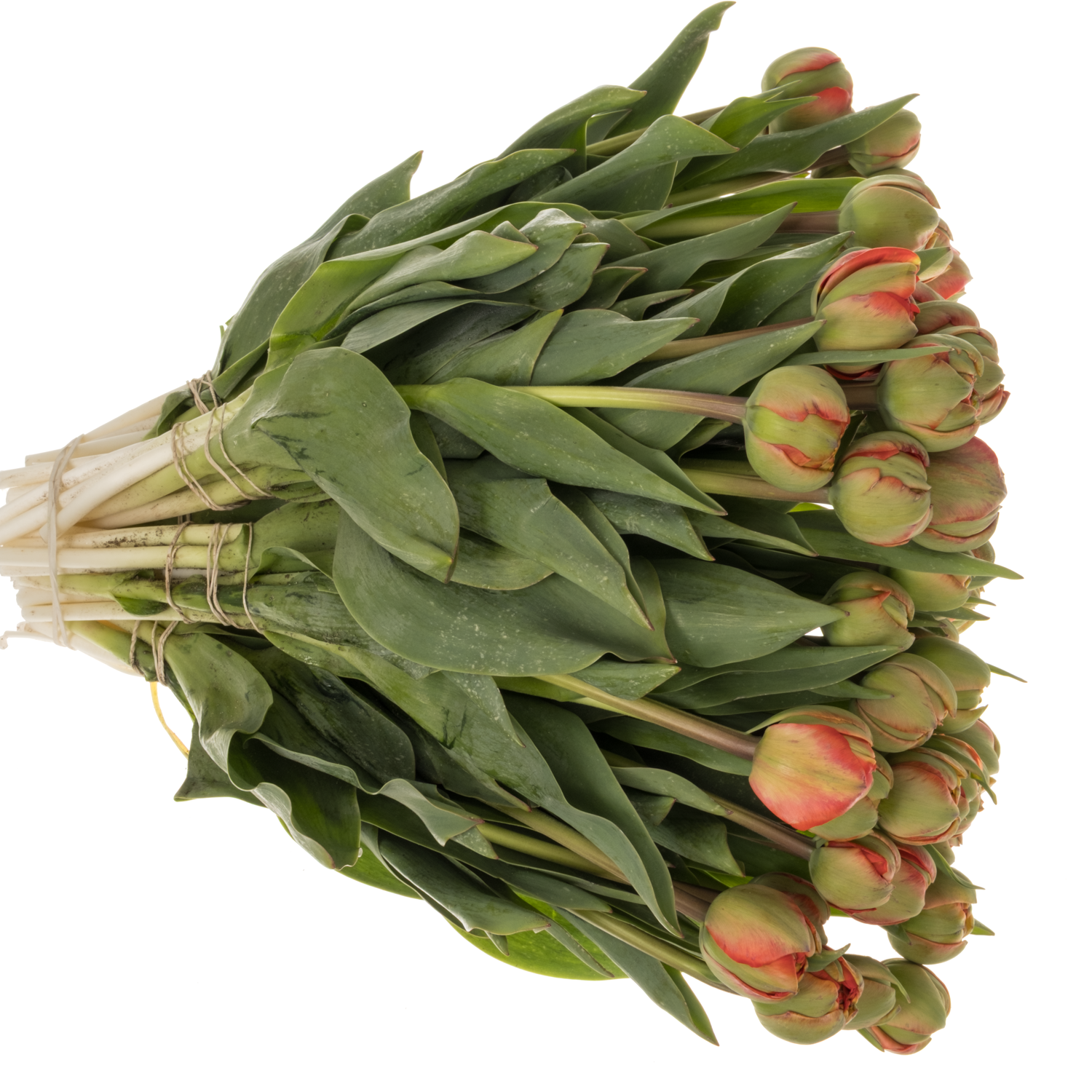 Tulpe rot Miranda 40 Gramm