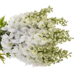 Delphinium weiss Dewi 80cm
