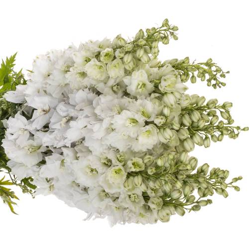 Delphinium weiss Dewi 80cm