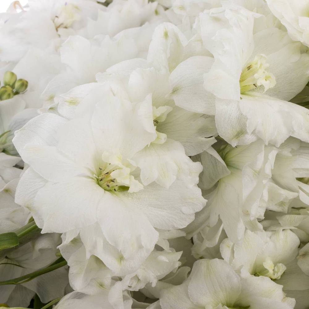 Delphinium weiss Dewi 80cm