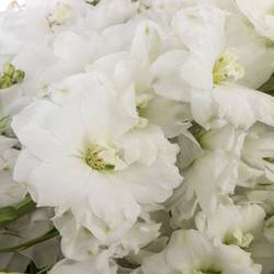 Delphinium weiss Dewi 80cm