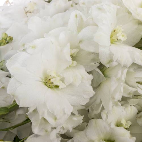 Delphinium weiss Dewi 80cm