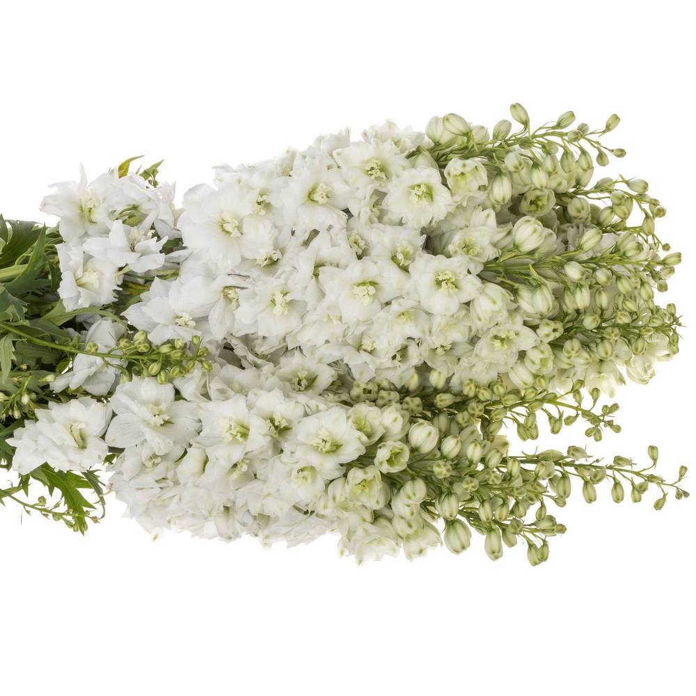 Delphinium weiss Dewi 80cm