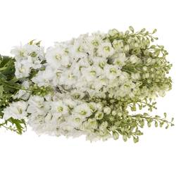 Delphinium weiss Dewi 80cm