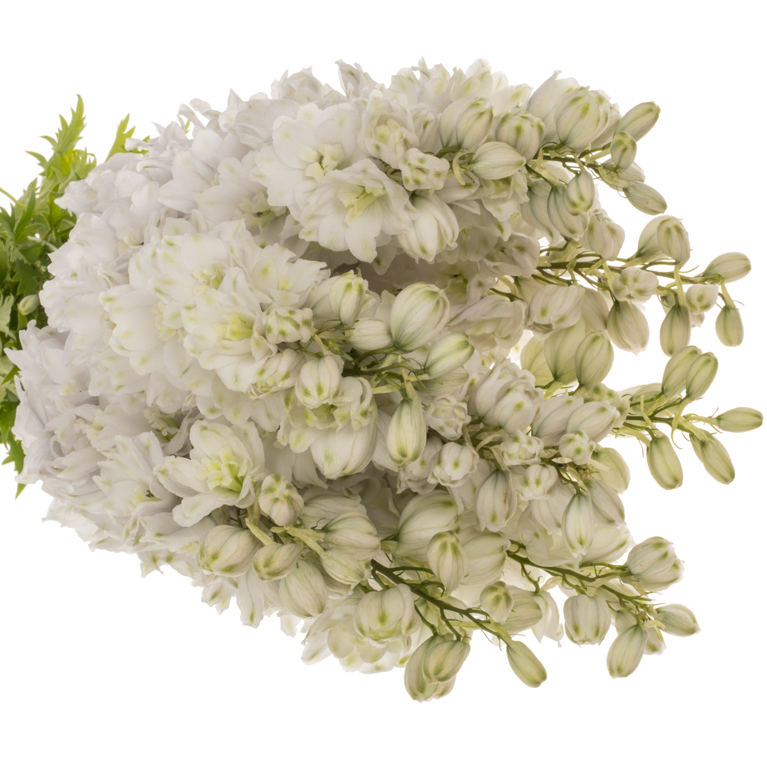 Delphinium weiss Dewi 80cm