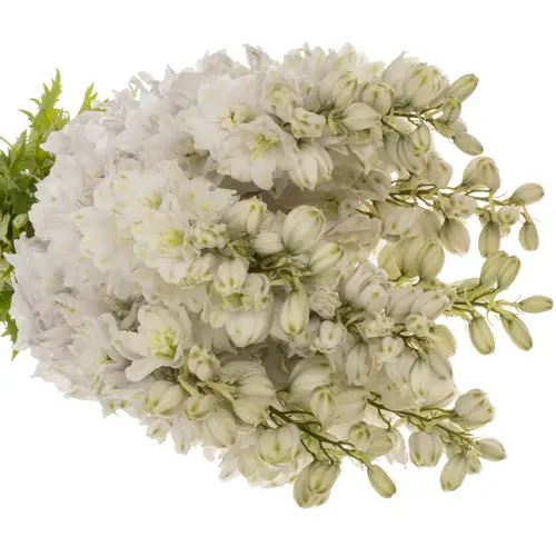 Delphinium weiss Dewi 80cm