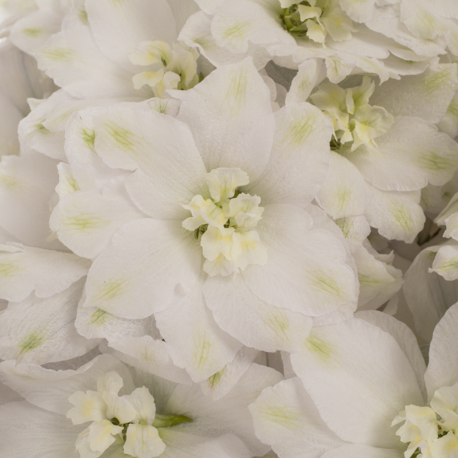Delphinium weiss Dewi 80cm