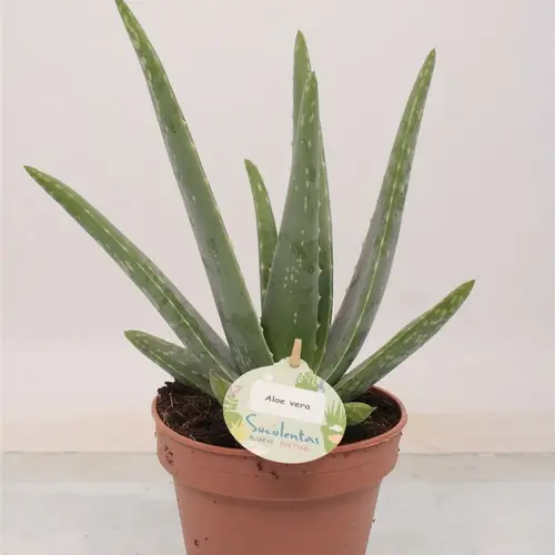 Aloë Vera T14 H040