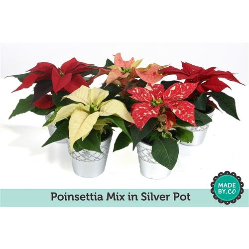 Poins.mix mini Silber Topf T06 H15