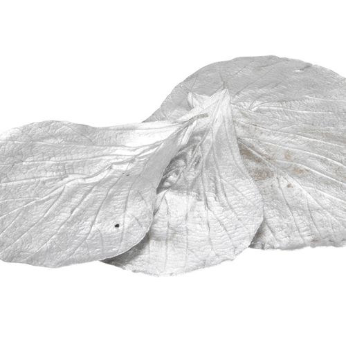 Trocken Cobra Leaves silber x20