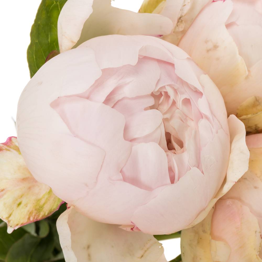 Pfingstrose weiss/rosa gefüllt Dynasty 60cm