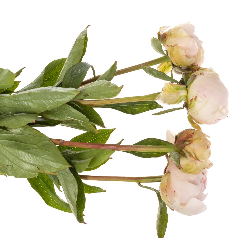 Pfingstrose weiss/rosa gefüllt Dynasty 60cm