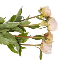 Pfingstrose weiss/rosa gefüllt Dynasty 60cm