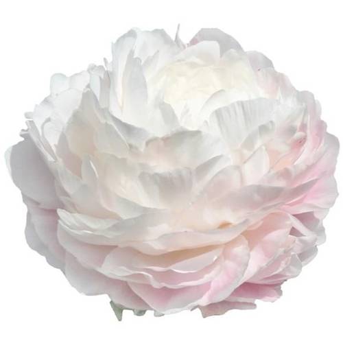 Pfingstrose weiss/rosa gefüllt Dynasty 60cm