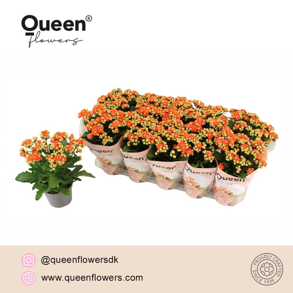Kalanchoe Gef. rot Geneva T12 H026