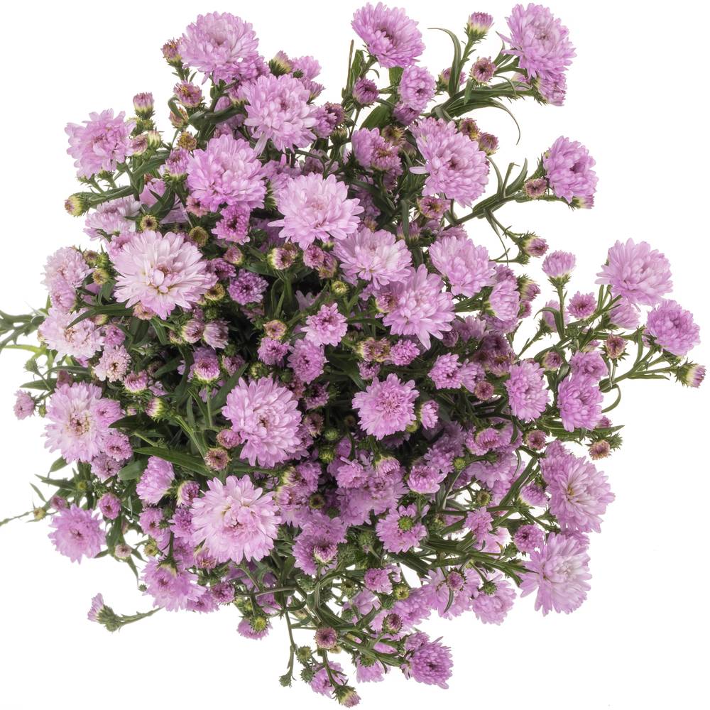Aster rosa Double Date 20 Gramm 70cm