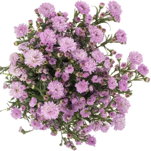 Aster rosa Double Date 20 Gramm 70cm