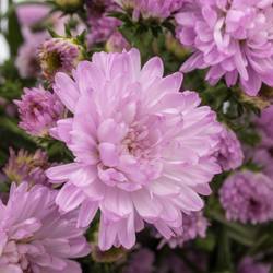 Aster rosa Double Date 20 Gramm 70cm