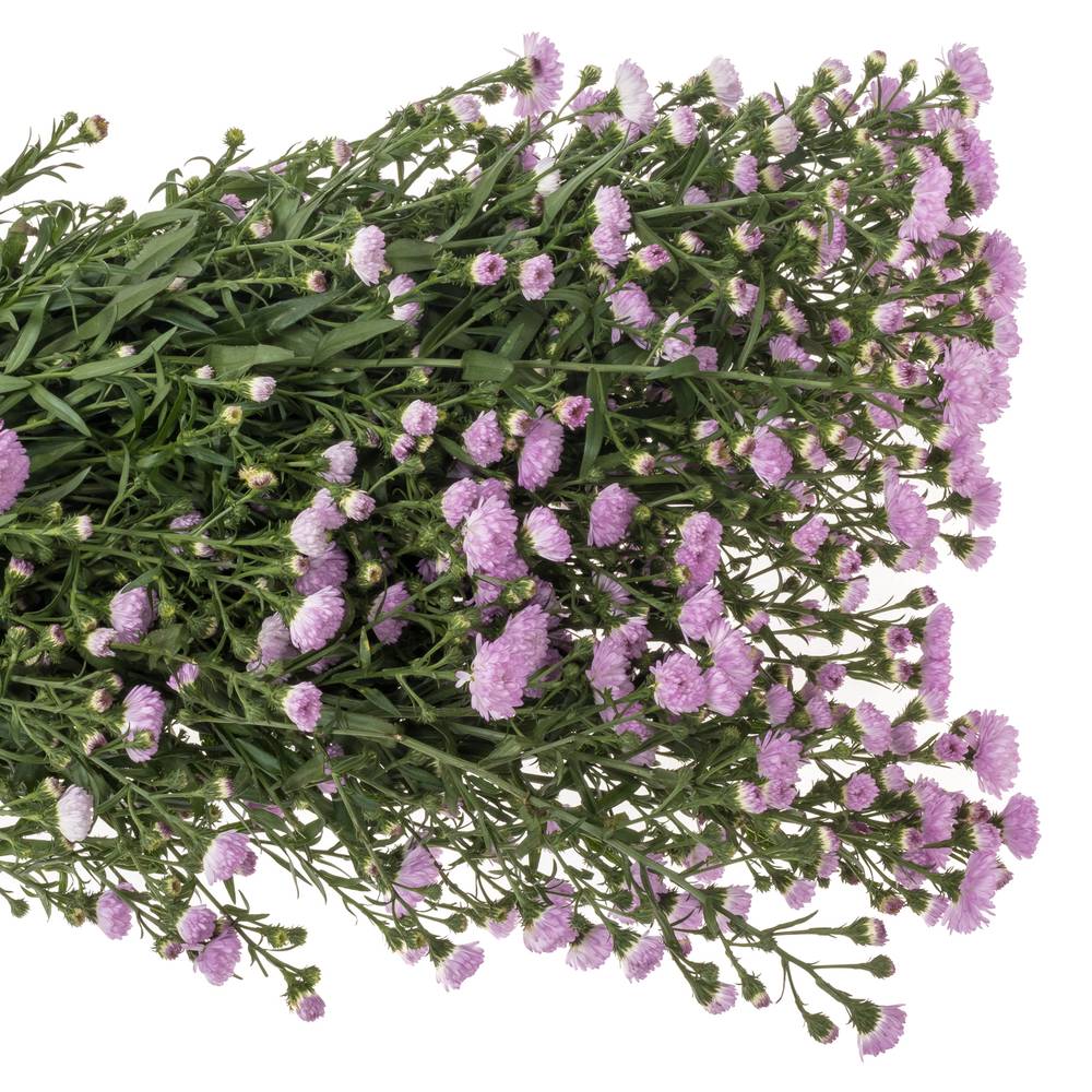 Aster rosa Double Date 20 Gramm 70cm