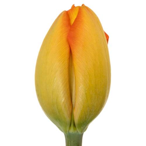 Franz.orange Balloon 70 Gramm 55cm