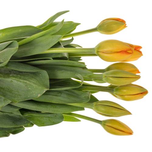 Franz.orange Balloon 70 Gramm 55cm