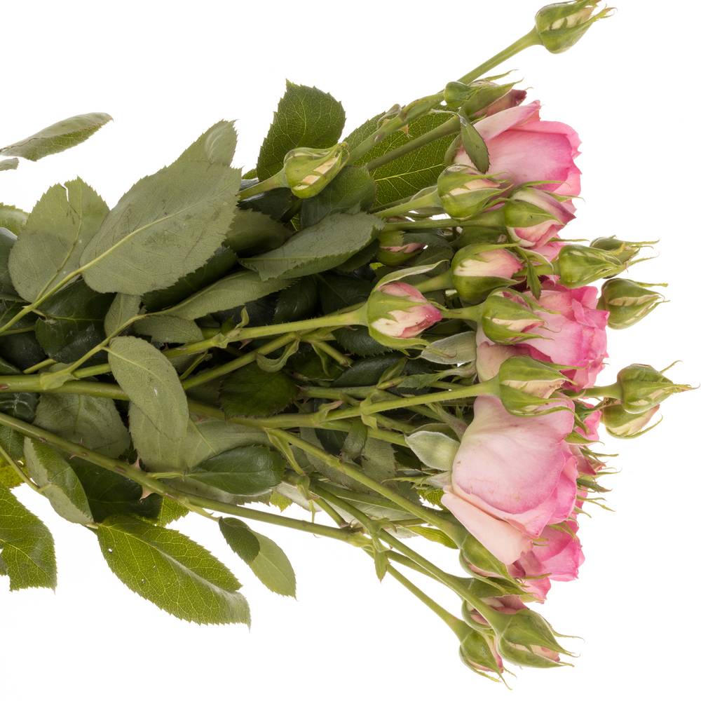 Rose Freiland rosa History 2+Blüte 40cm