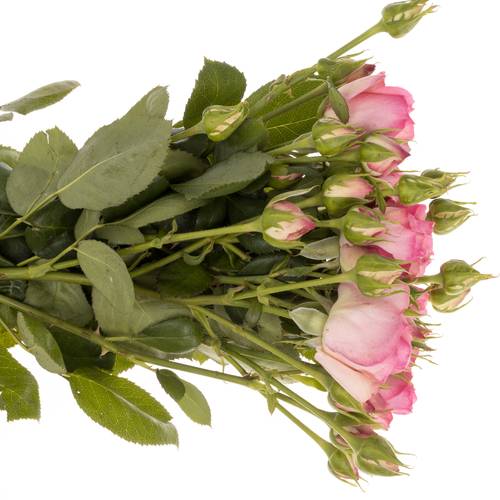 Rose Freiland rosa History 2+Blüte 40cm