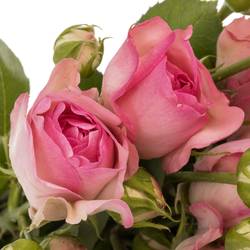 Rose Freiland rosa History 2+Blüte 40cm