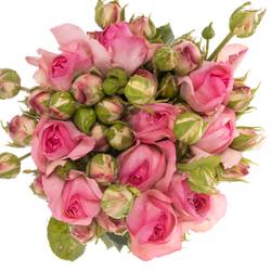 Rose Freiland rosa History 2+Blüte 40cm